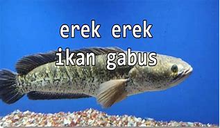 Erek Erek Mimpi Ikan Gabus